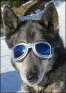 HUNDE SONNENBRILLEN von Ben's Style / vorher dog-goes im Sale