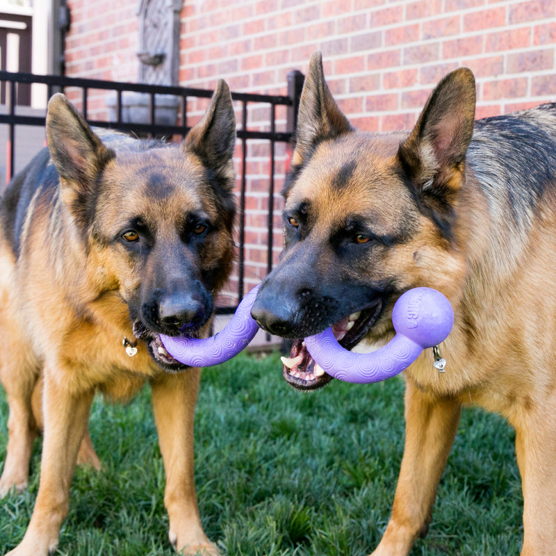 KONG Ogee Stick Hundespielzeug im Sale