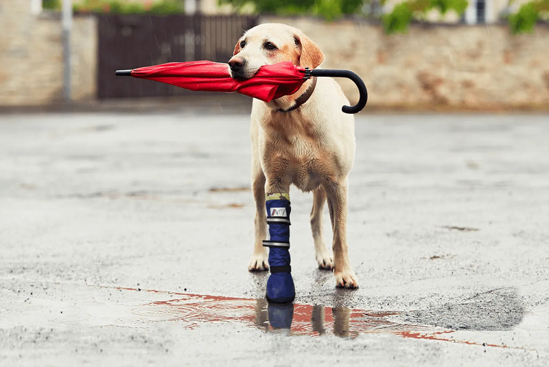 MPS Medical PetS Boot für Hunde - verschiedene Grössen - im Sale