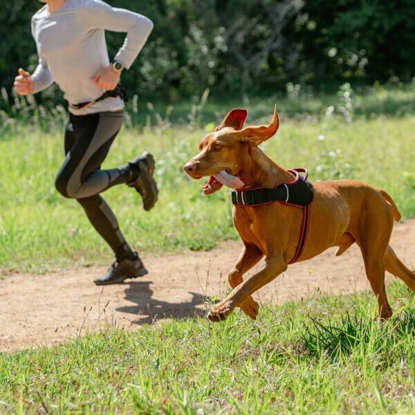 rogz AirTech Sport Geschirr für Hunde im Sale