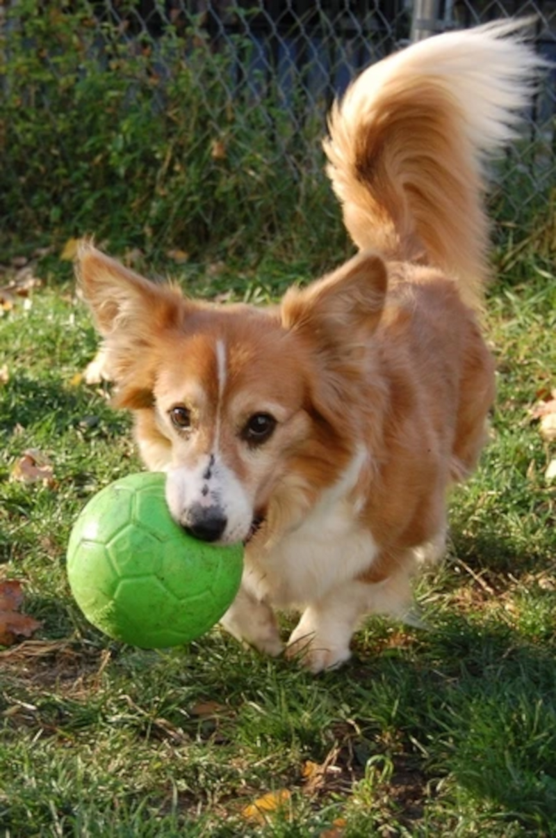 Jolly Pets - Soccer Ball
