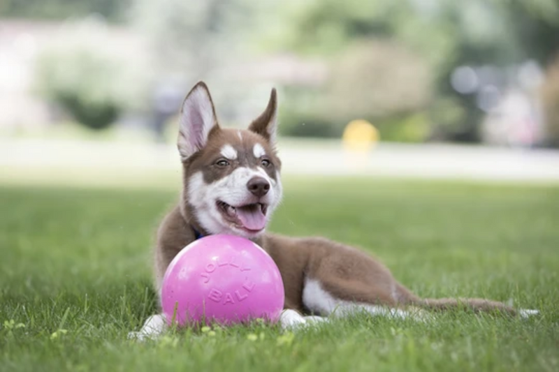 Jolly Pets - Ball Bounce-n-Play Rosa