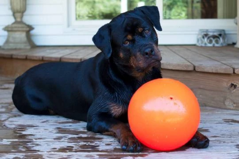 Jolly Pets - Ball Bounce-n-Play Orange