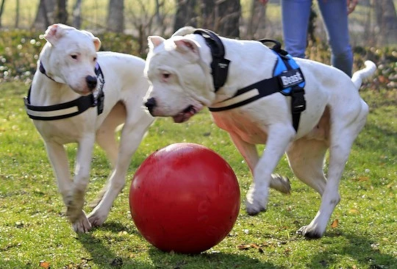 Jolly Pets - Ball Push-n-Play