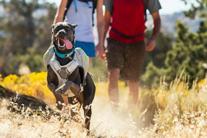 Ruffwear Core Cooler Cooling Dog Harness Add On - Kühlender Effekt garantiert