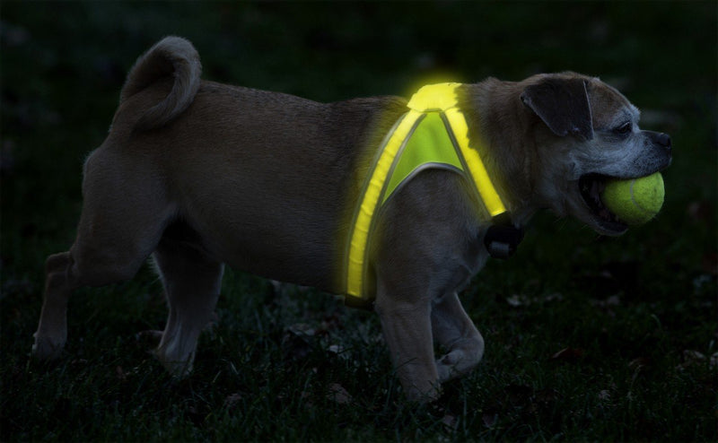 Noxgear Lighthound Leuchtgeschirr - pieper tier-gourmet