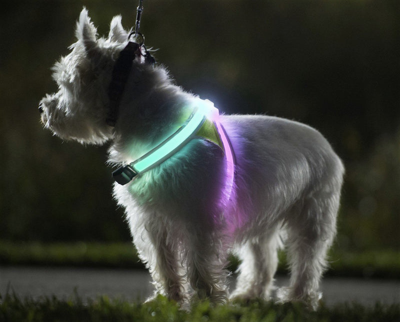 Tractive LED-Leuchthalsband für Hunde. Per USB a…