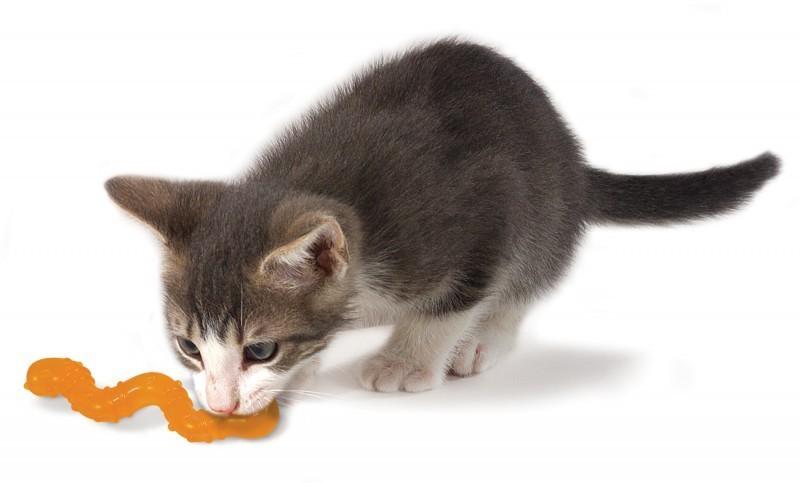 Petstages Orka Cat Wiggle Worm mit Katzenminze - pieper tier-gourmet